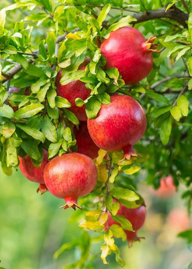 Pomegranate